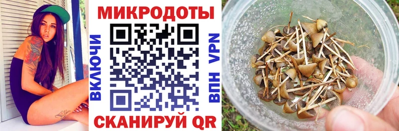 Галлюциногенные грибы Psilocybe  площадка наркотические препараты  Курчалой 